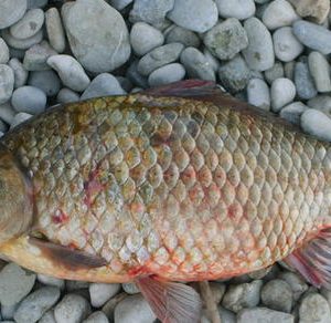 Graskarpfen – Nachhaltiger Fisch für Aquakultur und Tierfutter