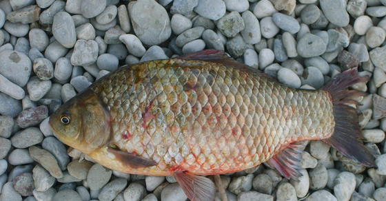 Graskarpfen – Nachhaltiger Fisch für Aquakultur und Tierfutter